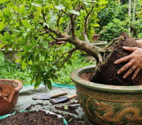 Chăm sóc mai vàng sau Tết