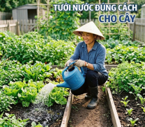 TƯỚI NƯỚC ĐÚNG CÁCH CHO CÂY – TƯỞNG ĐƠN GIẢN MÀ NHIỀU NGƯỜI VẪN LÀM SAI!