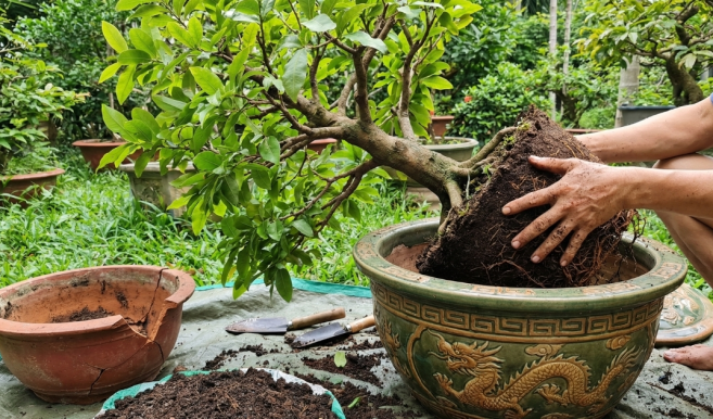 Chăm sóc mai vàng sau Tết